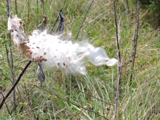 wind, blowing, common, milkweed, open, pods