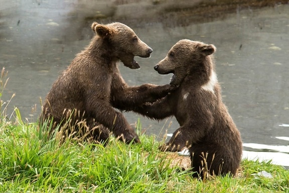 wrestling, between, two, brown bears
