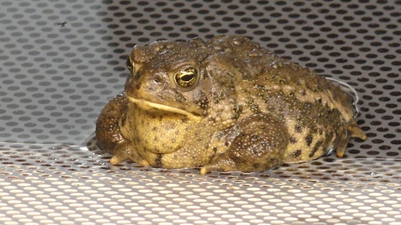 wyoming, toad, yellowish, frog, amphibian, animal