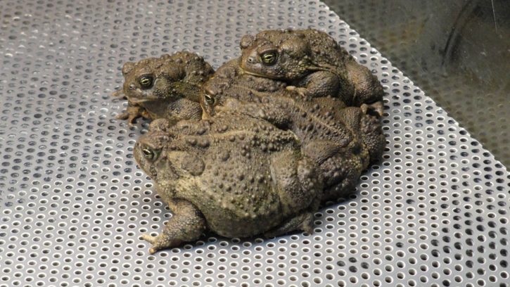 wyoming, toads, frog, amphibians, grouping, together