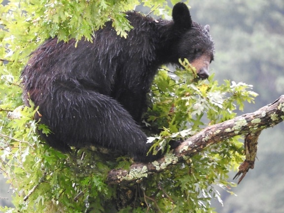 Αμερικανική, μαύρη αρκούδα, στηρίζεται, δέντρο, άκρων