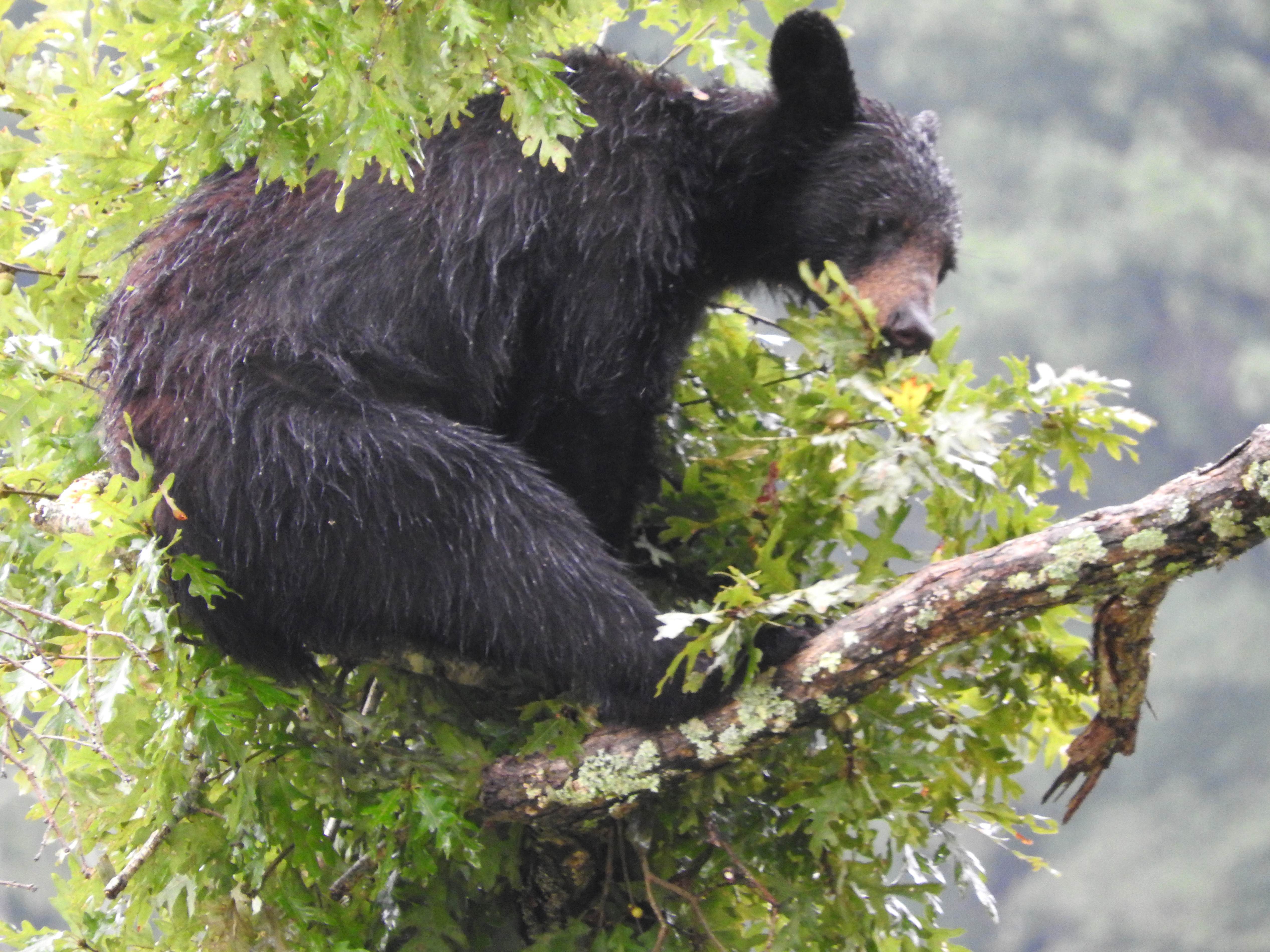 Free Picture American Black Bear Rests Tree Limb