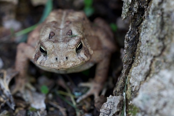 American toad, frog, head, up-close, forest