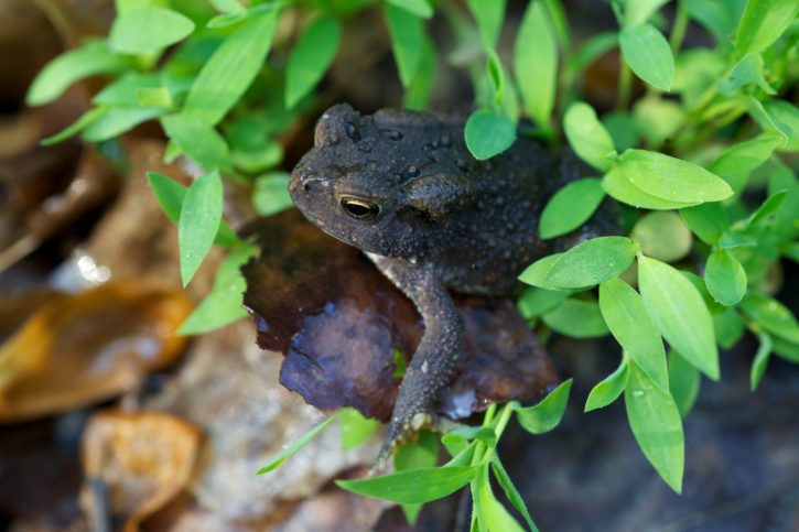 American toad, shallow, stream