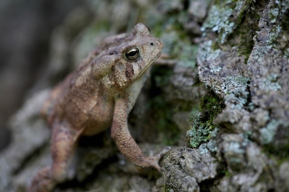 American toad, tree, bark, cortex, wooded, forest