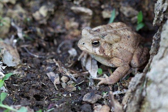 American toad, wooded, forest, frog