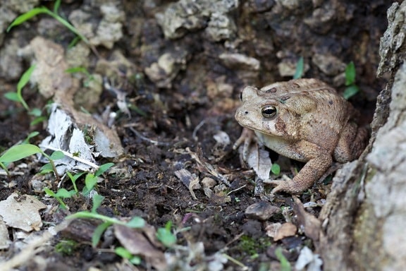 amphibia, American toad, frog, amphibian, animal
