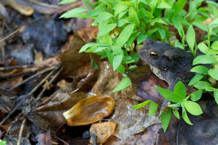 amphibia, frog, amphibian, leaves, forest, American toad, frog