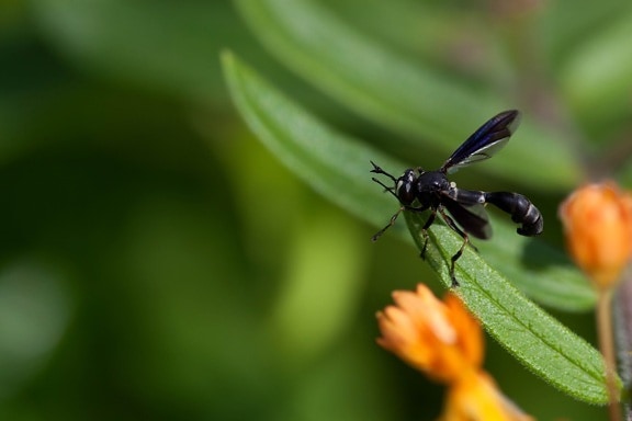 big, black, wing, insect, macro