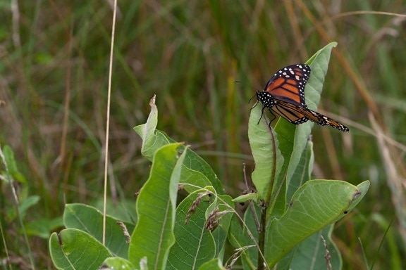 big, colorful, orage, butterfly, milkweed, plant