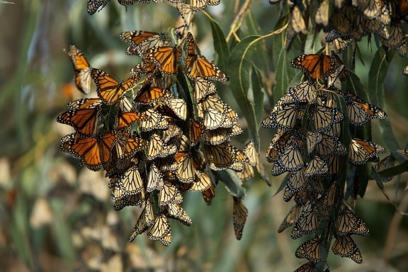 grand, Monarch, papillon, population