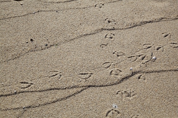 Vogel, Tier, Tracks, Sand, Strand