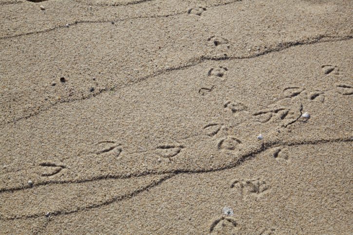 bird, animal, tracks, sand, beach