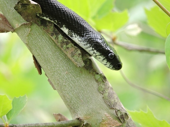 чорний щур змія, дерево, рептилій, голова