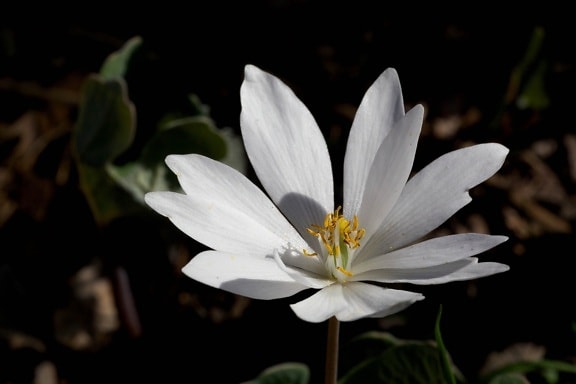 bloodroot, Sanguinaria, canadensis, spring, blooming, herbaceous, perennial