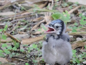 Free Picture Baby Blue Jay Bird Rocks