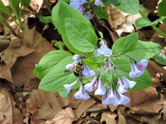 abejorro, bebiendo, néctar, Virginia, bluebell, flor