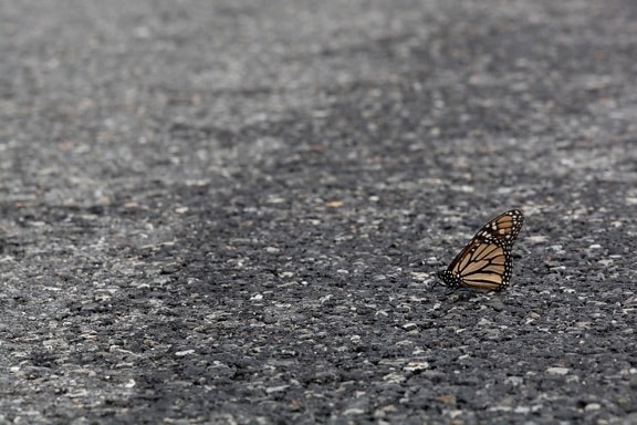 papillon, asphalte, route, insecte