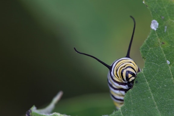 butterfly, larvae, feeding, leaf, head, macro