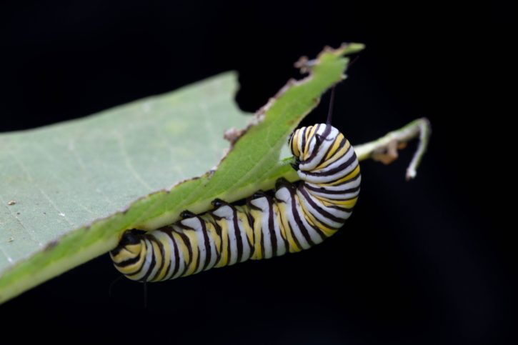 butterfly, larvae, hang, leaf, eat