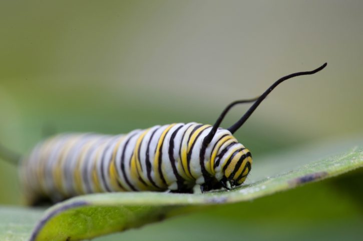 sommerfugl, forvandle, larver, hoved, horn, fodring, blad