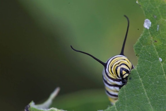 Caterpillar, huvud, insekt, bugg