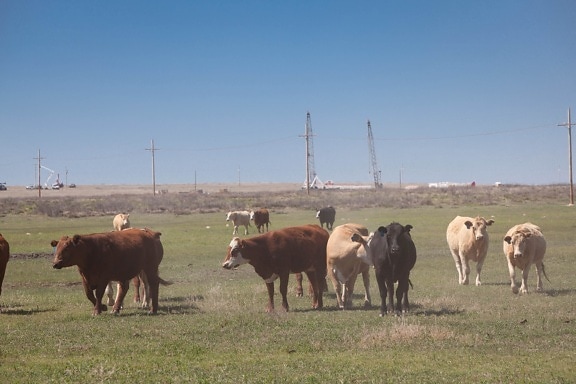 bydła, pastwiska, krowy