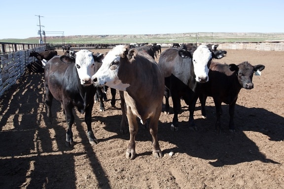 ganado, rancho, agricultura, vacas