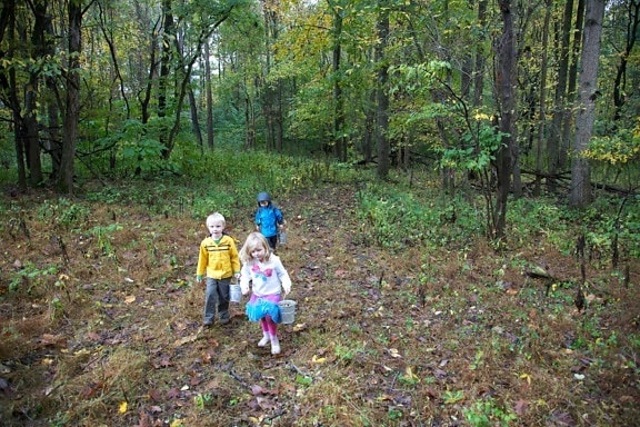 trẻ em, đi bộ, rừng, vui chơi giải trí