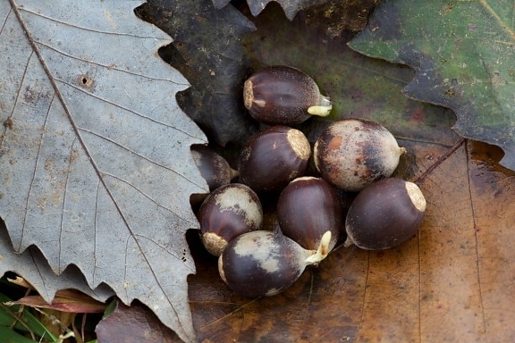 chinkapin, oak, acorns, seed, plant