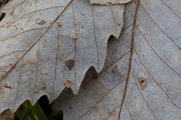 chinkapin, oak, leaves