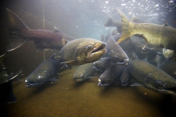 Chinook, laks, fisk, undervands, foto