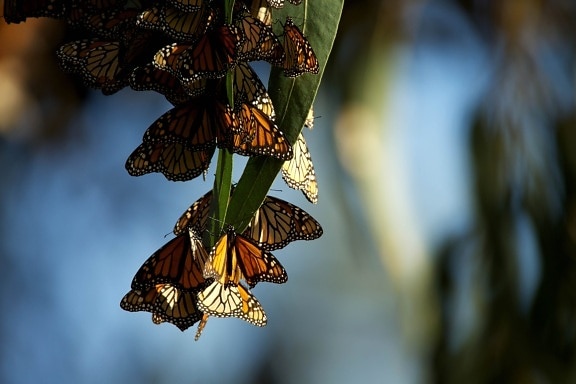 perto, de borboletas monarca,