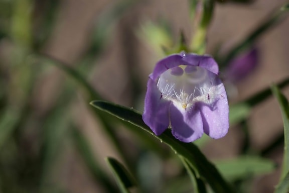 up-close, purple, desert, wildflower, purple flower