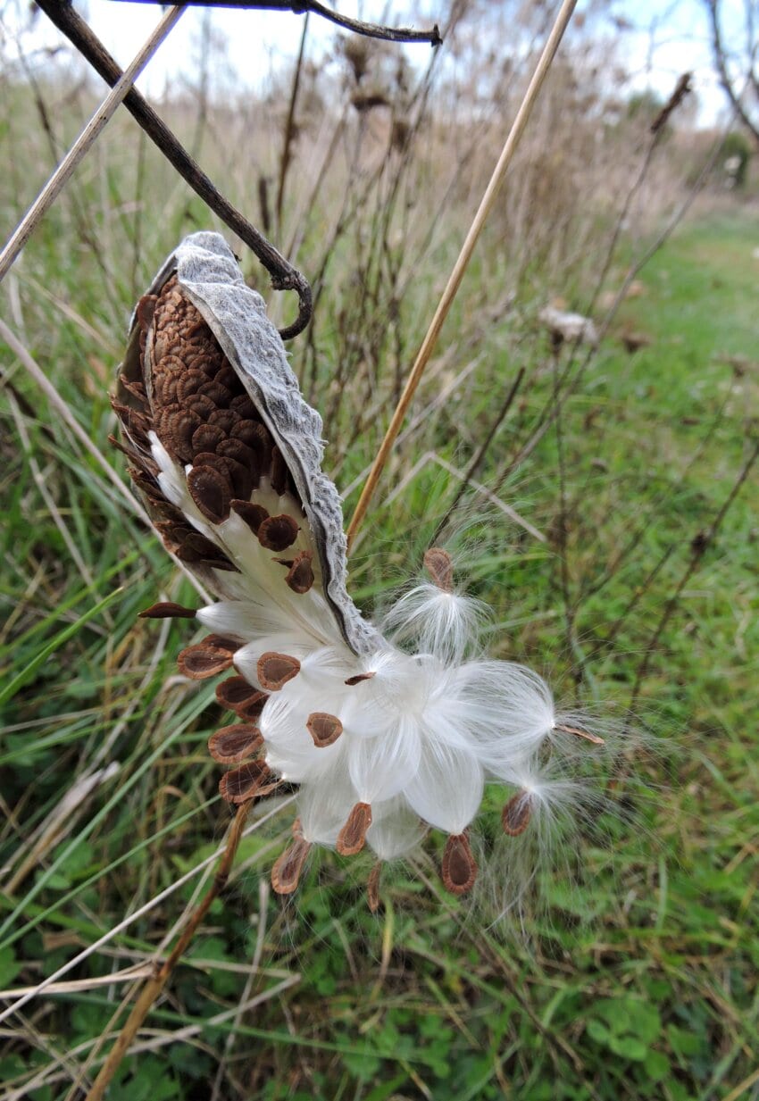 common-milkweed-seed-pod-850x1233.jpg