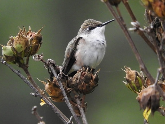 kvinne, ruby-throated, Hummingbird fugl, busk