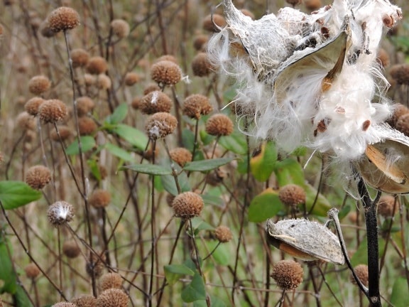 fluffy, plant, milkweed, seed, pods