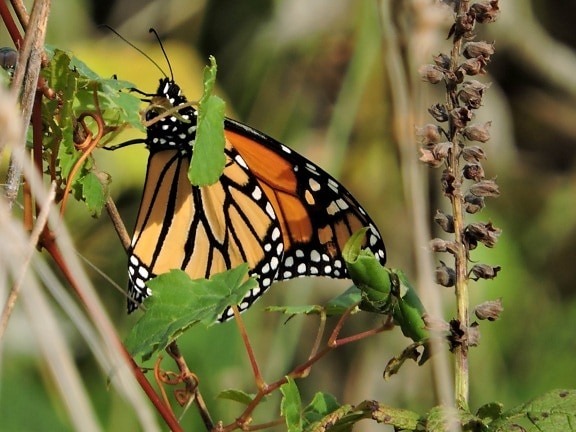 inseto, preto de grama, laranja, monarca, borboleta