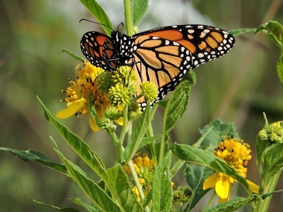 papillon monarque, herbe, vallée