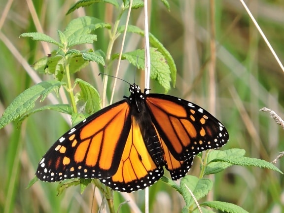 Monarcha motyl, owad, tępy, pomarańczowy