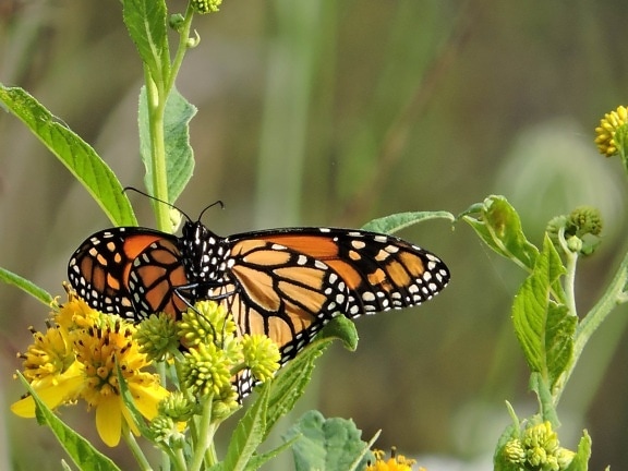 vibrant, orange, noir, Monarch, papillon, insecte