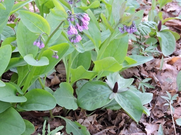 virginia, bluebell, plant, several, Toadshades, full, bloom