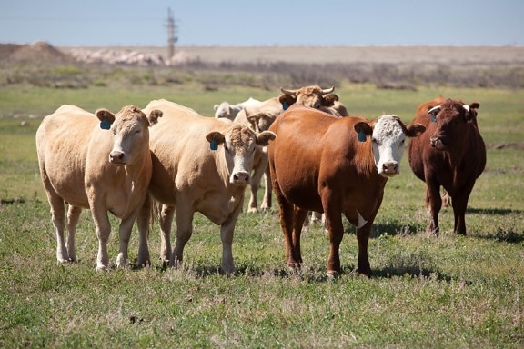 krávy, zvířata, skot, ranč