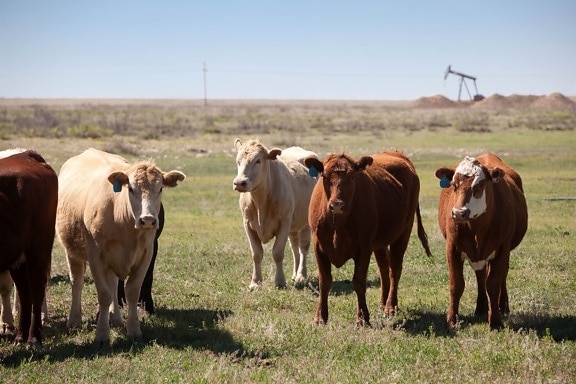vacas, ganado, rancho, praderas