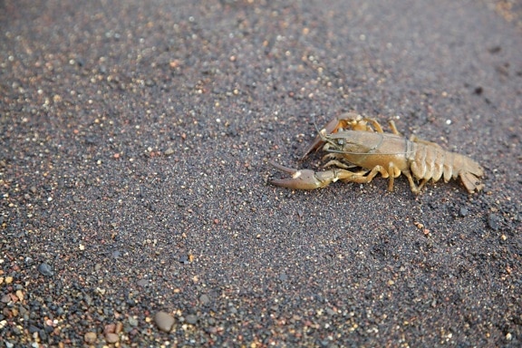 crayfish, shore