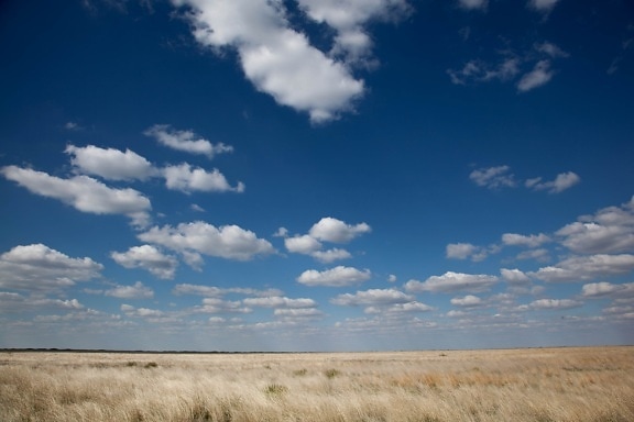 Free picture: desert, hills, grass, western United States, nature