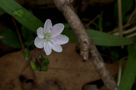 Virginia springbeauty (Claytonia virginica) wildflower