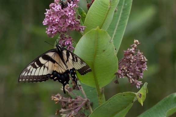 borboleta de swallowtail do tigre, alimenta