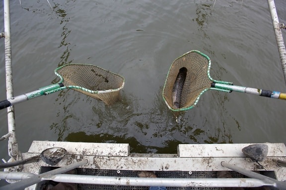 electrofishing, northern snakehead, fish