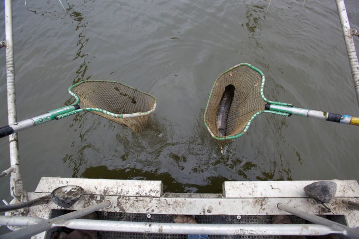 electrofishing, Severná snakehead ryby